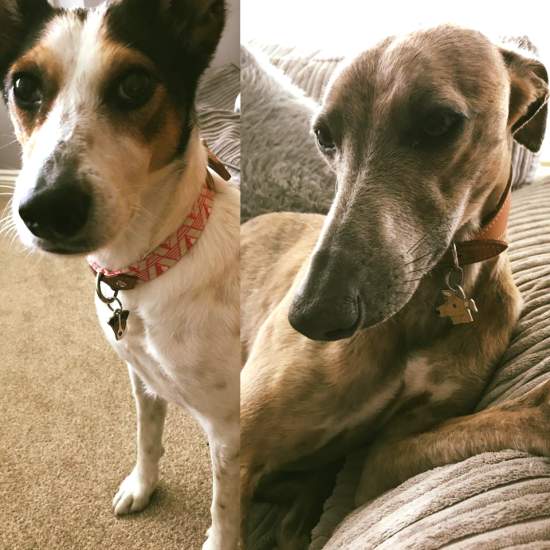 jack russel sighthound.jpg